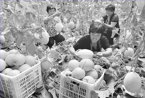 ���r(n��ng)���ڲ�ժ�o�����Ϲ�