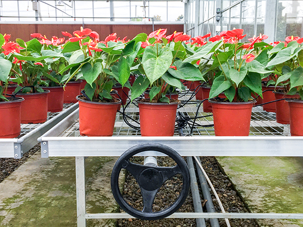 托普云農全自動托管式溫室大棚正式落成