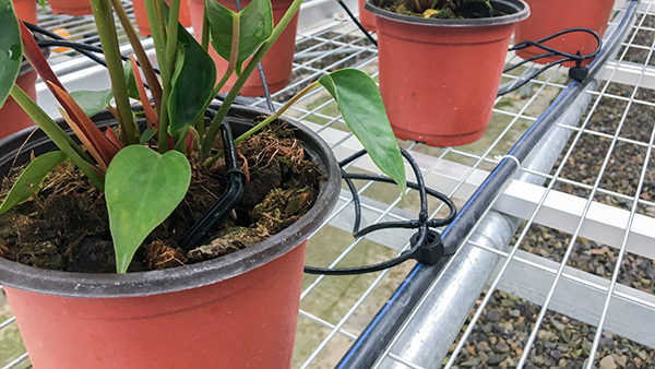 托普云農全自動托管式溫室大棚正式落成