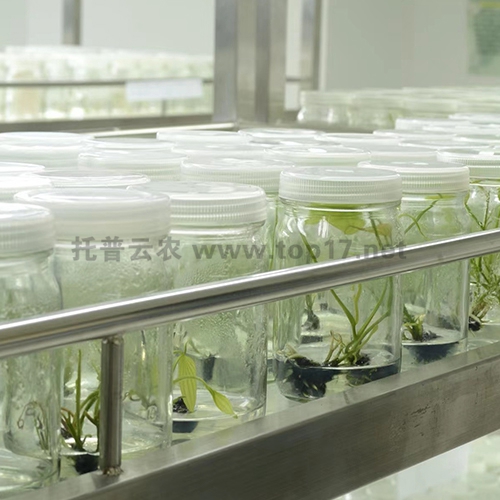 ԇ���籣��� ����