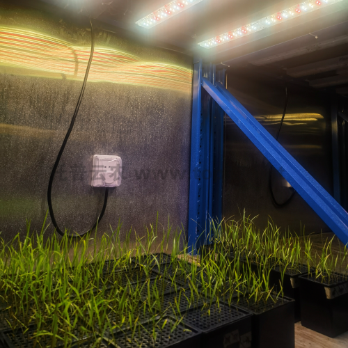 ������ ����